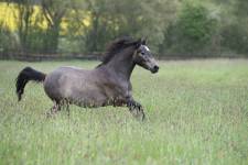 Claude BIGEON - Claude Bigeon