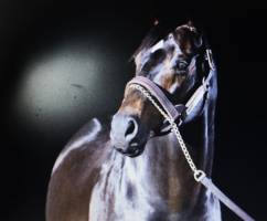 Didier FAES - DIDIER FAES