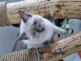 Christine LE GUYADEC - leguyadecc@gmail.com